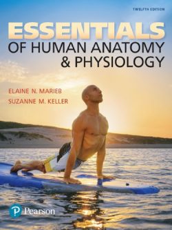 Essentials of Human Anatomy and Physiology (12th Edition) – eBook